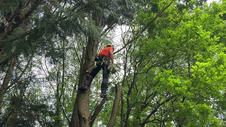 Best Tree Preservation Services  in Crimora, VA